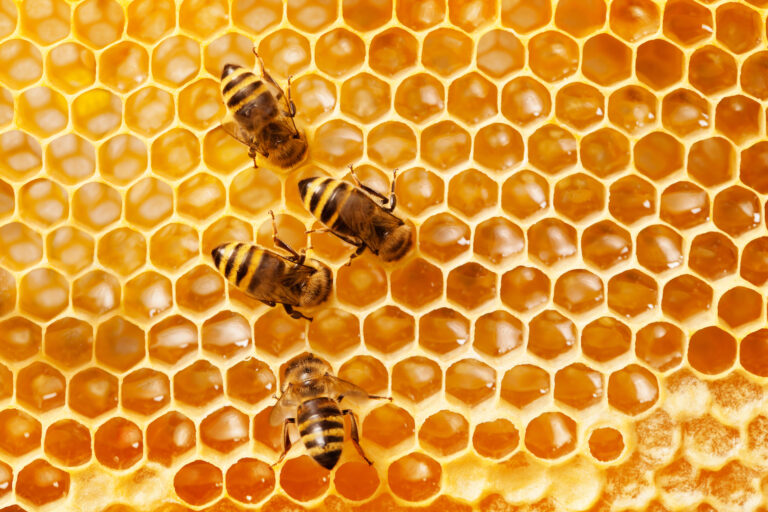 Une apiculture respectueuse des abeilles et de l'environnement