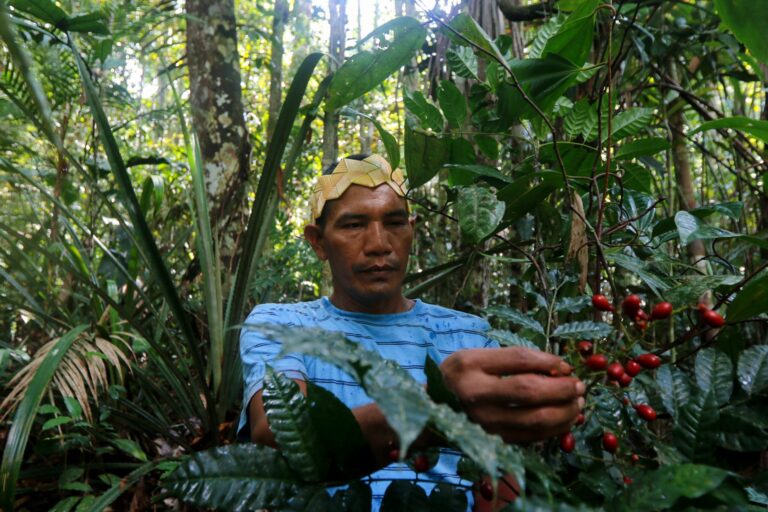 Satere-Mawe indigenous leader Valdiney Satere collects caferana, a native plant of the Amazon rainforest, used as medicinal herb, in the Taruma neighbourhood, a rural area west of Manaus, Amazonas State, Brazil, in May 2020. Credit: Ricardo Oliveira/AFP via Getty Images.