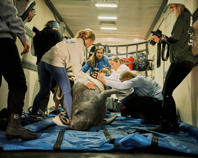 Sea World employees prepare a sling for Corleone, a rehabilitated manatee, to be released to his original home at Blue Springs State Park in Orange City, Florida on Jan. 17, 2022. Credit: Zack Wittman for The Washington Post via Getty Images