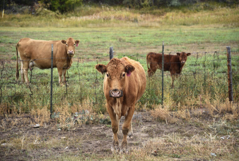 Cattle stand in their pasture in rural Lamadera, New Mexico. Credit: Robert Alexander/Getty Images