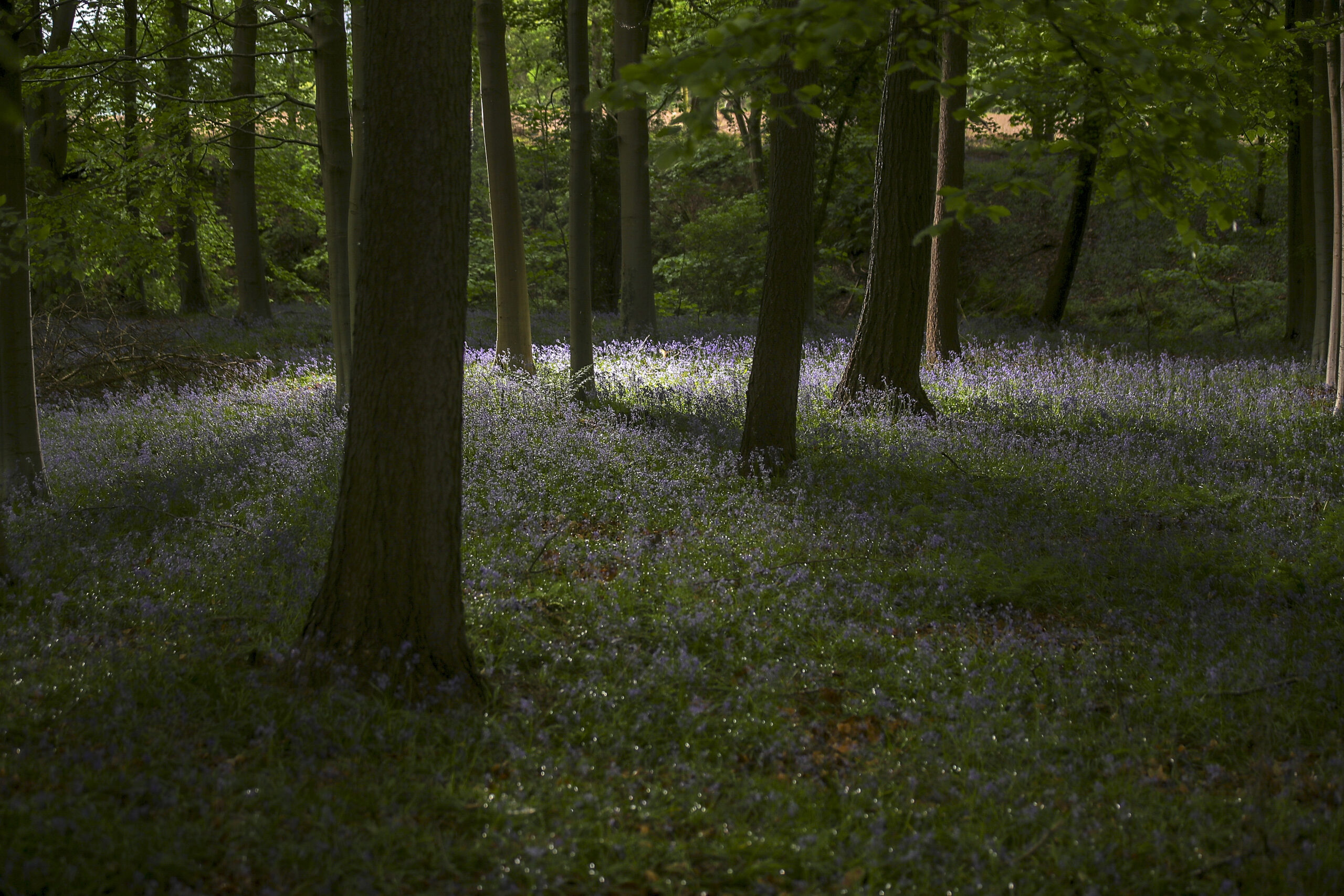 Bluebells bloom in a wood in the Cheshire countryside on April 24, 2015 in Knutsford, England. Credit: Christopher Furlong/Getty Images