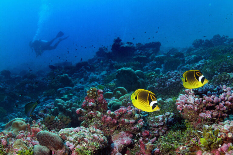 A pair of raccoon butterflyfish swim the reef off Palmyra Atoll while a scientific diver conducts research in the area as part of a month-long expedition to study the health of the reefs associated with the Line Islands, which are remotely located in the Pacific Ocean close to the equator. Credit: Rick Loomis/Los Angeles Times via Getty Images.