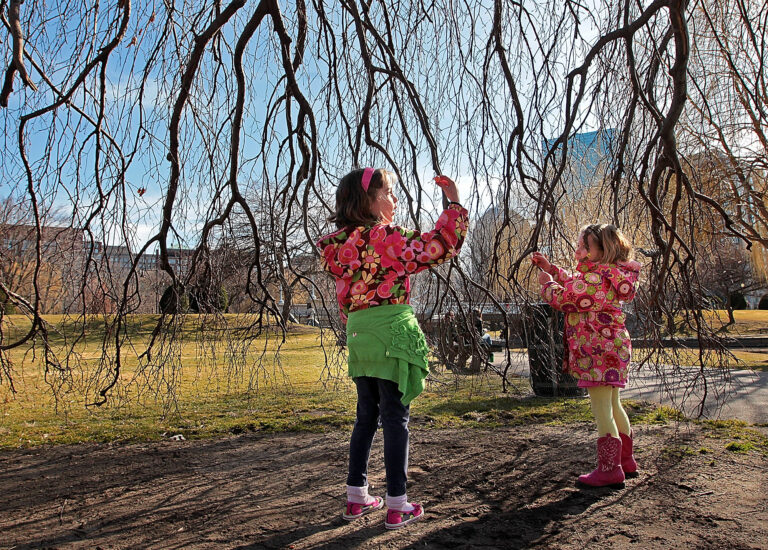 Children look at the branches of a weeping beech as they enjoy the sunny weather in the Public Garden in Boston. on March 30, 2011). Credit: Nancy Lane/MediaNews Group/Boston Herald via Getty Images