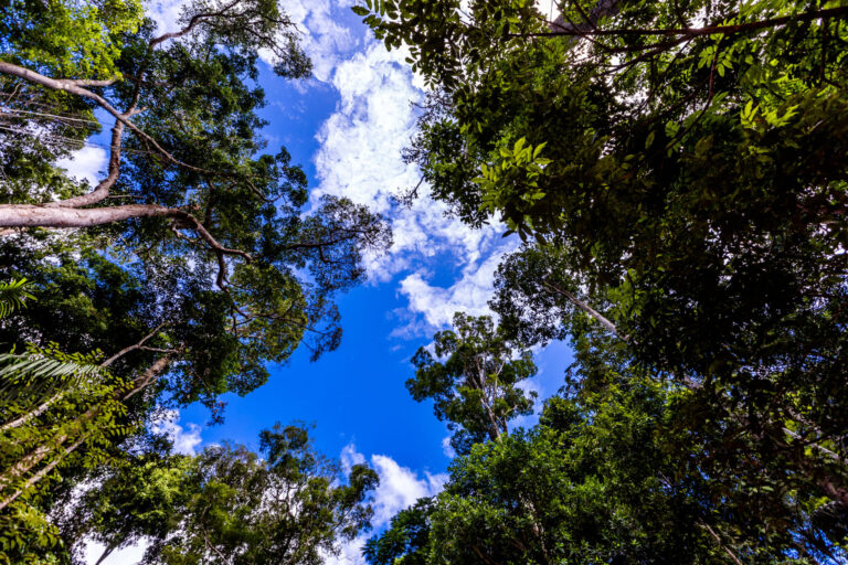 Trees standing in the Amazon rainforest. Credit: Jens Büttner/picture alliance via Getty Images