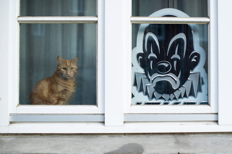 Cats