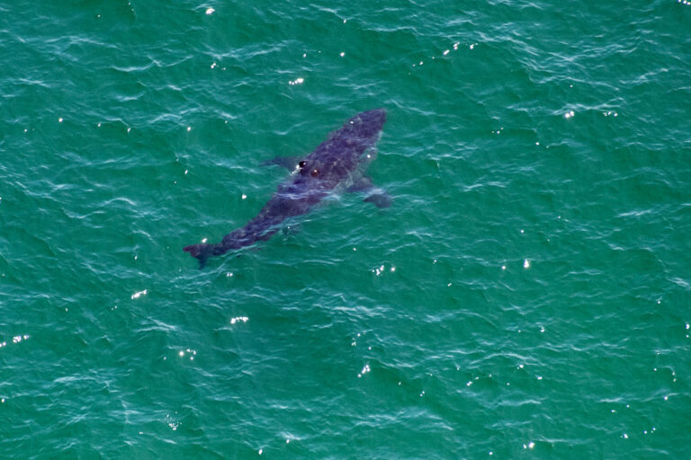 Great White Shark