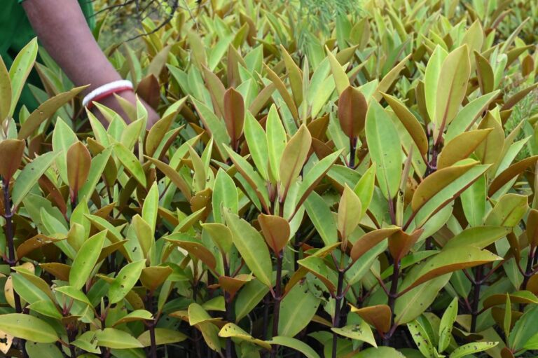 INDIA-ENVIRONMENT-MANGROVE-WOMEN