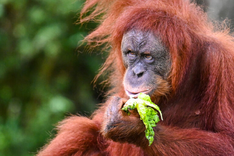 Sumatran Orangutan