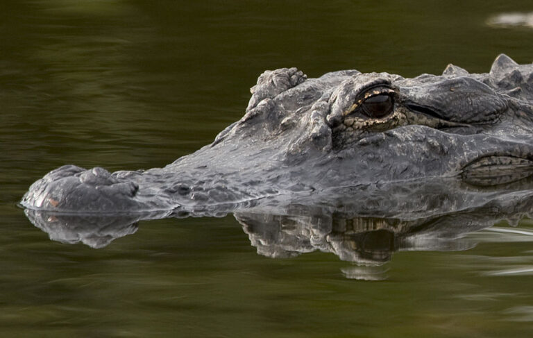 Florida Alligator Brooke Gets CT Scan with Help of Six Vets, Strappy Board Following Ear Infection Symptoms
