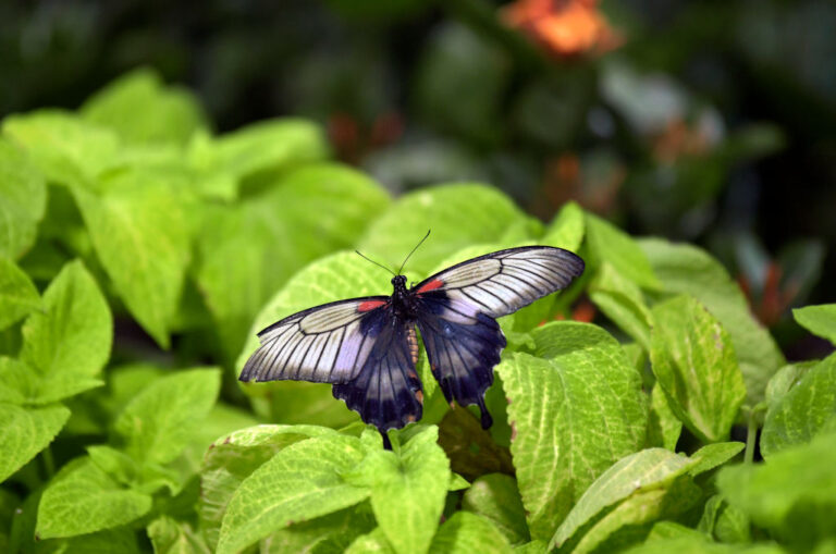 UAE-LEISURE-BUTTERFLY