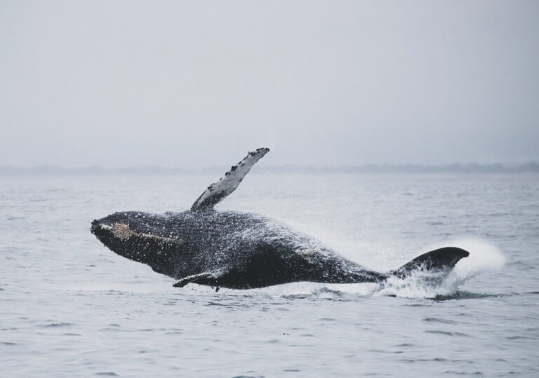 51 baleines mortes suite à un échouage massif catastrophique en Australie occidentale