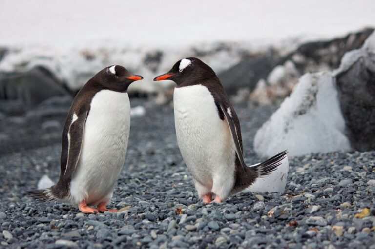 pingouins