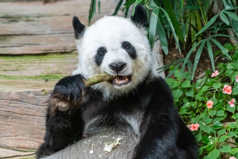 Le premier panda né en France est arrivé en Chine pour rejoindre le programme de conservation