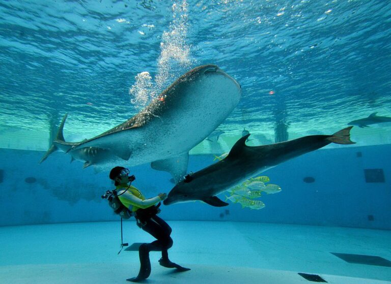 15 mammifères marins meurent mystérieusement dans l'aquarium du Canada ;  Les experts déconcertés par la cause inconnue