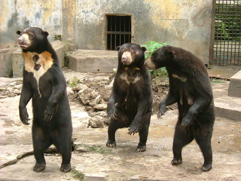 Sun Bears in China Zoo Suspected to be Fake Following Previous Similar Accusations