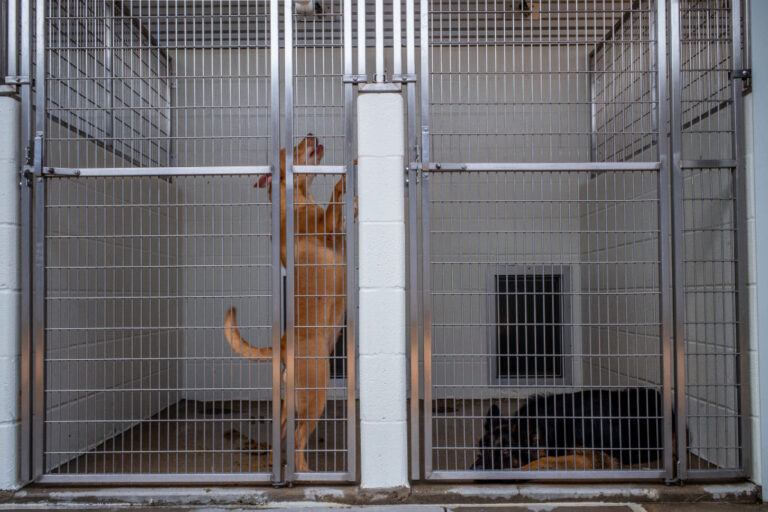 Dogs.