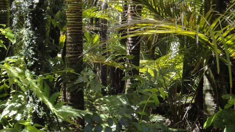 Amazon Rainforest