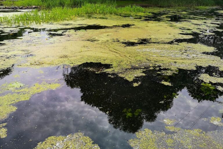 GERMANY-POLAND-ENVIRONMENT-FISHING