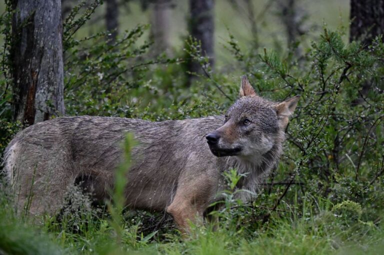 Wolves Officially Extinct in Andaluc&iacute;a, Spain Following Zero Sightings Reported Since 2020