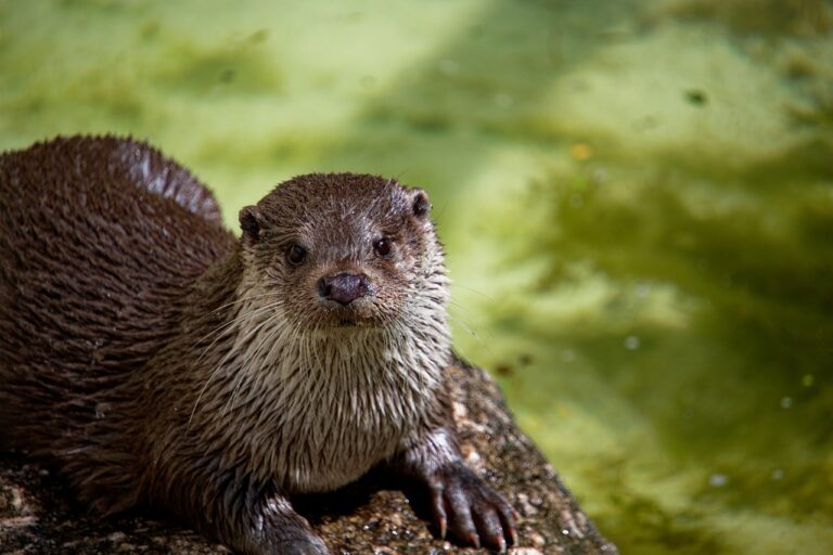 Montana Otter Attack