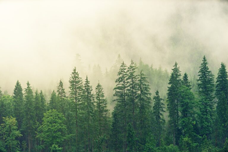 Walking Trees