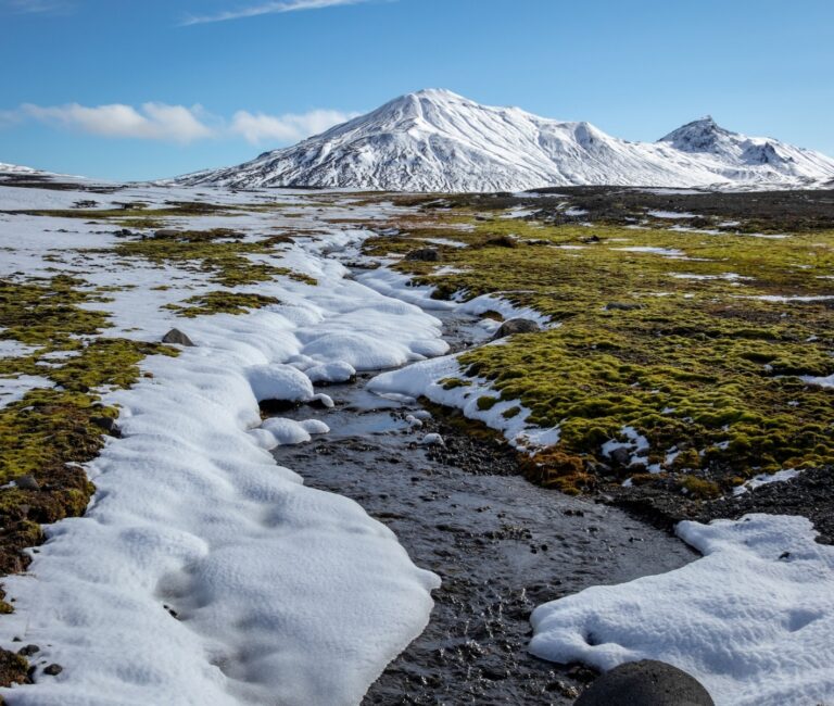 Tundra Biome: How a Frozen Habitat Supports Plant Life