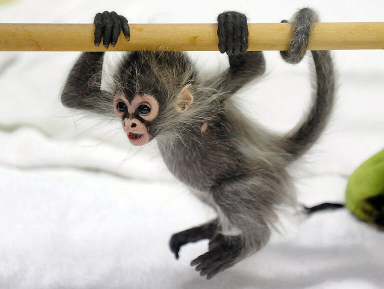 Seven Spider Monkeys in Holey Backpack Rescued In Foiled Texas Border Smuggling Attempt