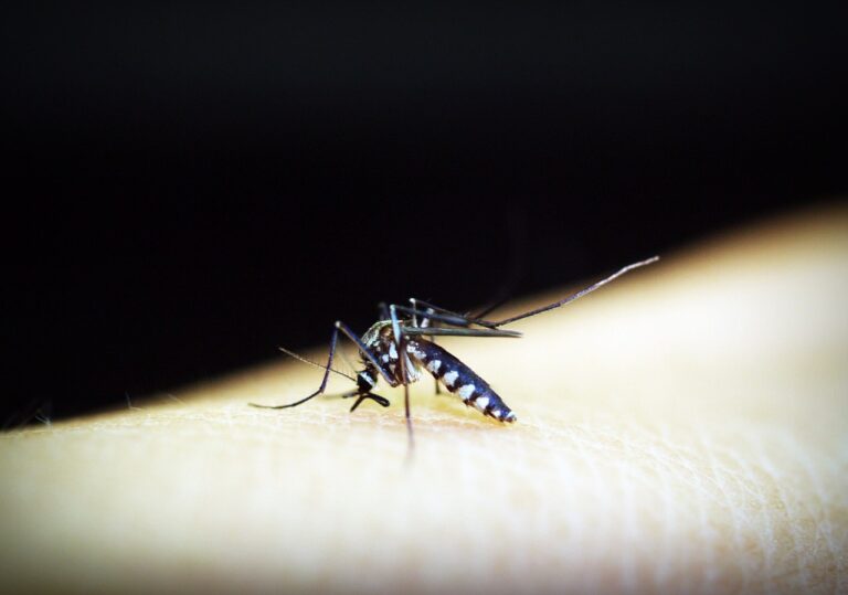 Bangladesh Dengue Outbreak