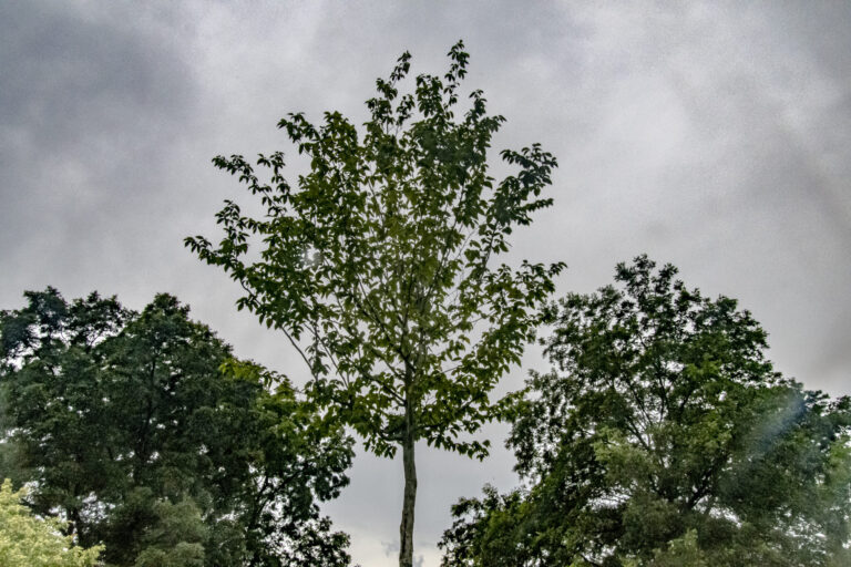 A tree grows in Birmingham, one of dozens planted in the East Thomas neighborhood before the World Games in 2022. Credit: Lee Hedgepeth/Inside Climate News.