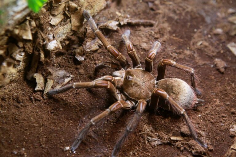 Mexican Brachypelma Harmorii tarantula