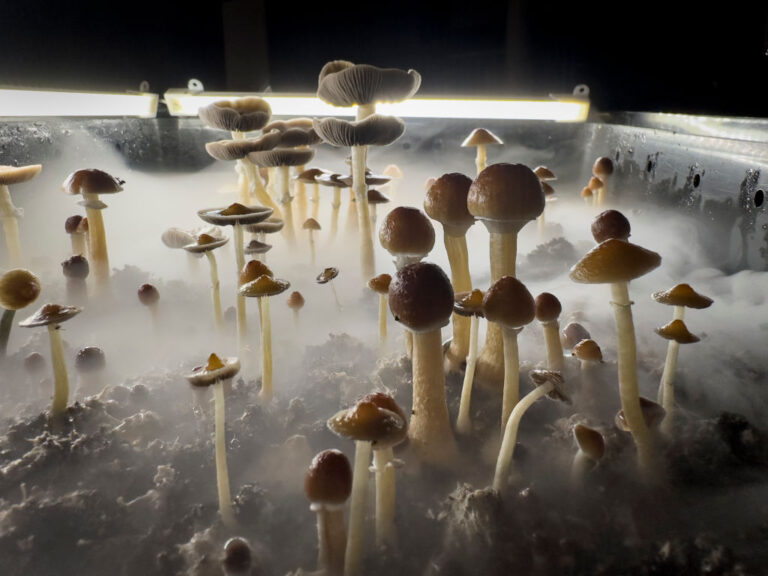 Psilocybin Mushrooms Increasingly Sought For Therapeutic Purposes