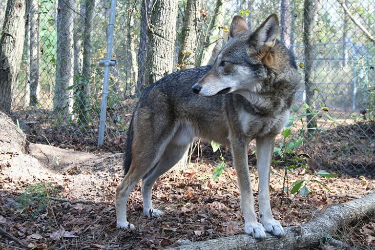 Captive-Bred Endangered Red Wolves Slated for Release in North Carolina After 2024 Extinction Threat