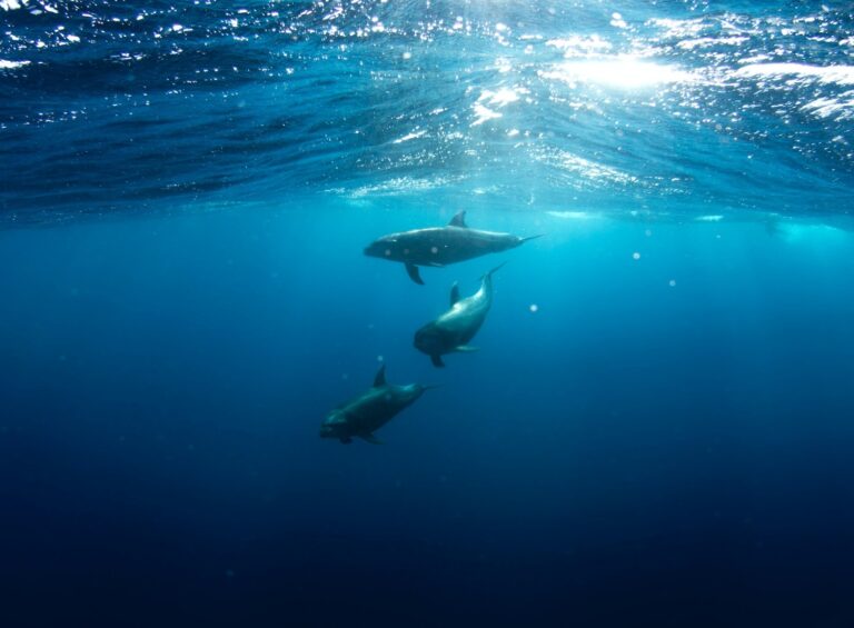 Vaquita Porpoise