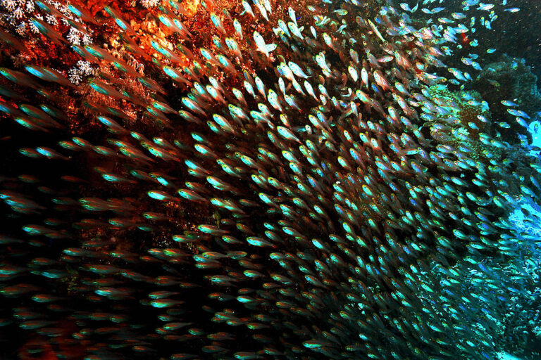 Fish and coral reefs