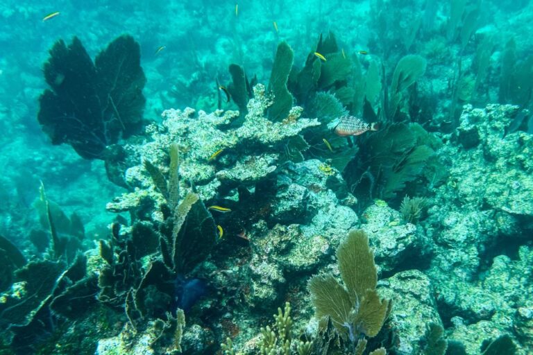 US-CORAL-ANIMALS-OCEANS