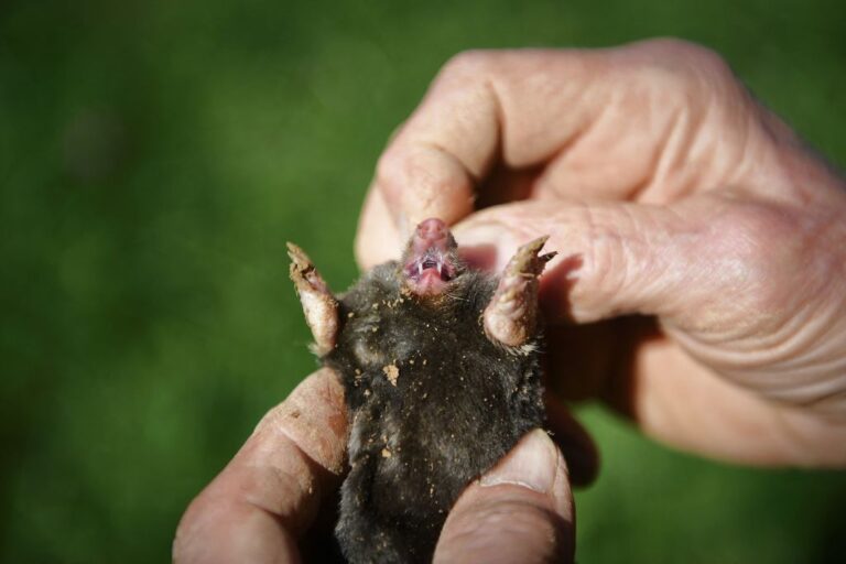 Mole species
