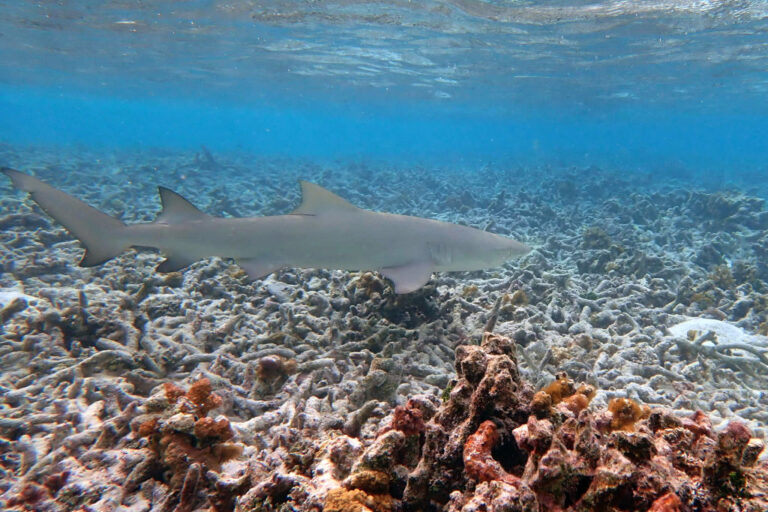 Blacktip reef shark swims.