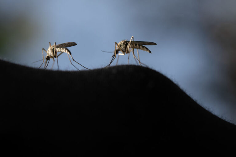 FINLAND-ENVIRONMENT-ANIMAL-MOSQUITO