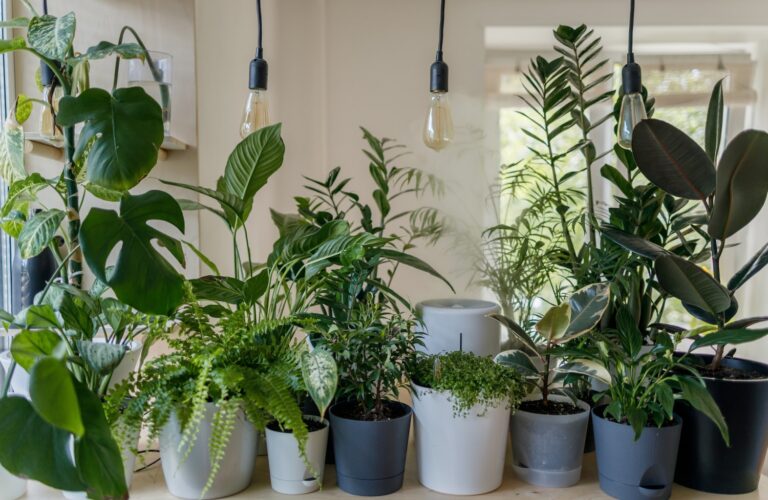 5 Failure-Proof Low Maintenance Plants for the Black Thumb
