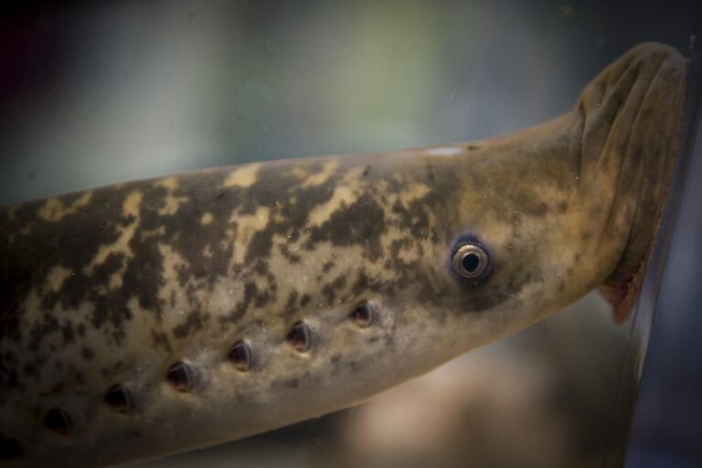 Lamprey