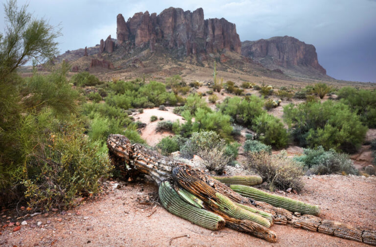 36-Foot Giant Saguaro Cactus in Arizona Falls to Wind, Rain, Not Extreme Heat, State Park Explains