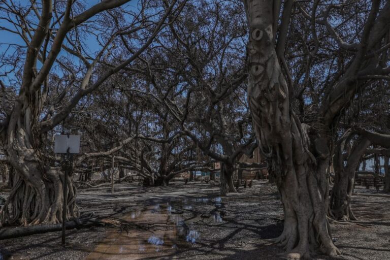 Lahaina Banyan Tree: 150-Year-Old