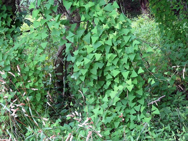 Invasive Weed Mile-a-Minute Risks Potential Spread in Maine as Barbs Attach to Native Plants, Blocking Sunlight