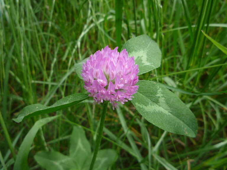Rare Purple Clover: Good for the Soil, Animals, and Human Body