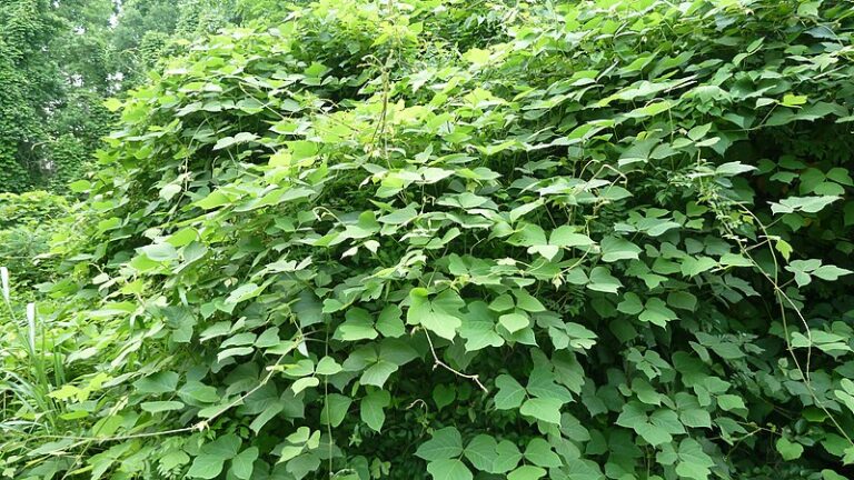 Invasive Plant Kudzu Being Used for Landscaping in North Carolina Home, Neighbors Enraged with HOA Inaction