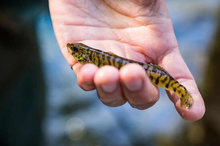 Rare Endangered Fish Chesapeake Logperch Spotted in State Waterways Given Electronic Tags for Species Recovery