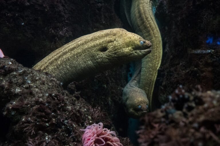 Somerset Eel Population