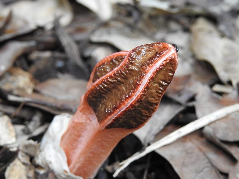 Weird Pink Fungus Lantern Stinkhorn Pops Up in Queensland Backyard Smelling Like Dog Poop