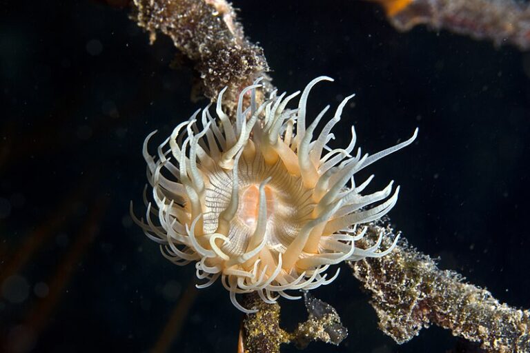 New Species Venomous Tiger Anemone with 96 Arms Turns Throat Inside Out to Catch Prey — Singapore