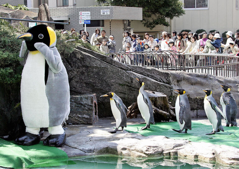 A stock photo of Emperor penguins